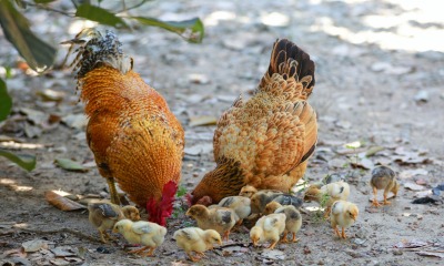 Galinha com pintinhos