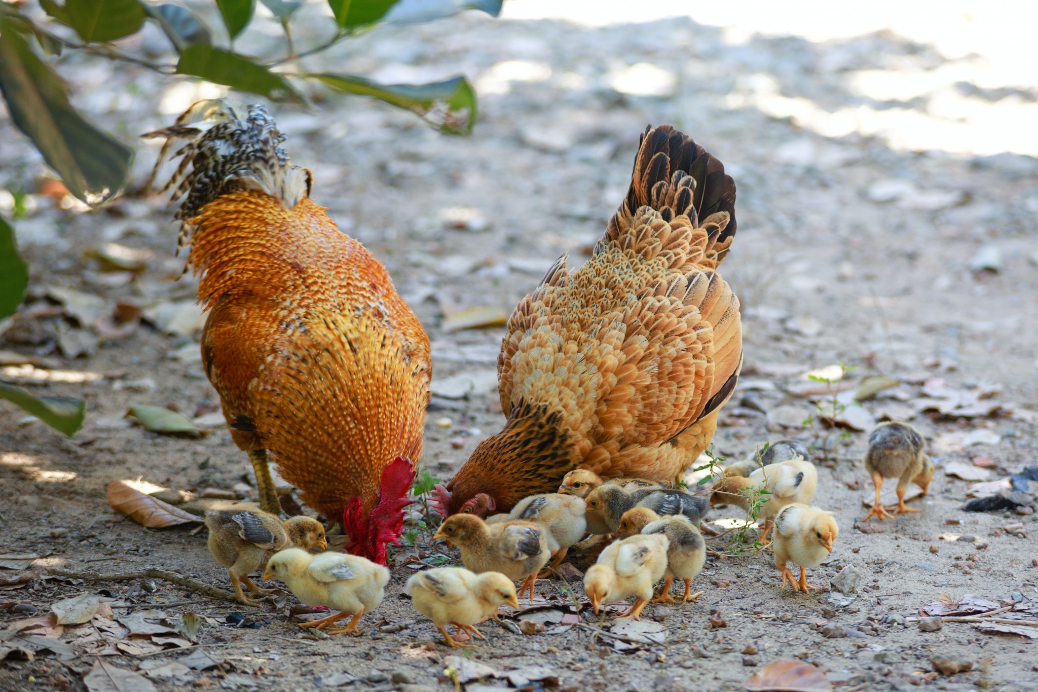 Galinha com pintinhos