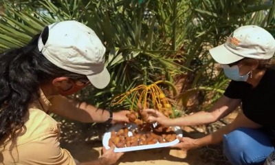 Sementes de tâmaras